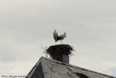 Weißstorch (5 von 20).jpg